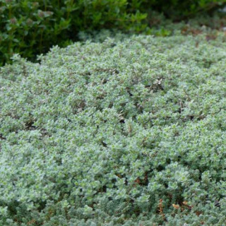 plantes-vivaces-thymus-ciliatus-thym-cilie-en-vente-pepiniere-lepage-