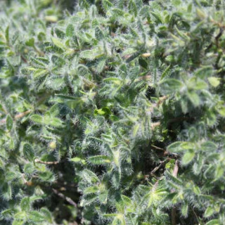 Plantes Vivaces THYMUS ciliatus - Thym cilié en vente - Pépinière Lepage .