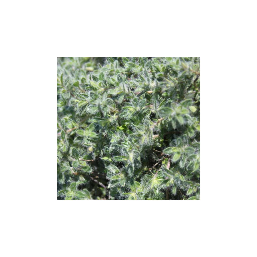 Plantes Vivaces THYMUS ciliatus - Thym cilié en vente - Pépinière Lepage .