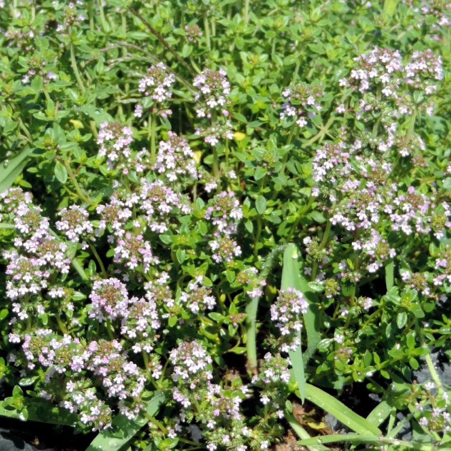 Plantes Vivaces THYMUS citriodorus - Thym citron en vente - Pépinière Lepage .
