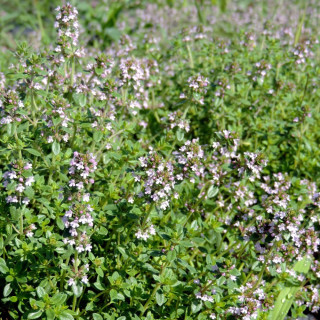 Plantes Vivaces THYMUS citriodorus - Thym citron en vente - Pépinière Lepage .