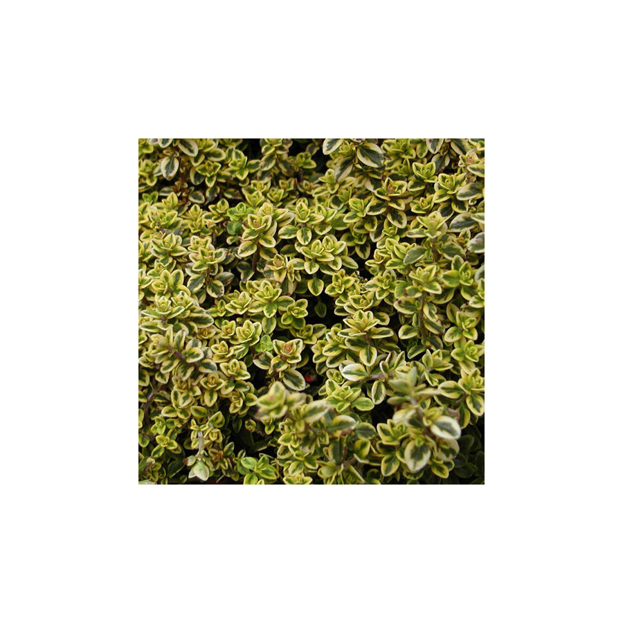 Plantes Vivaces THYMUS citriodorus 'Aureus' - Thym en vente - Thym citron en vente - Pépinière Lepage .