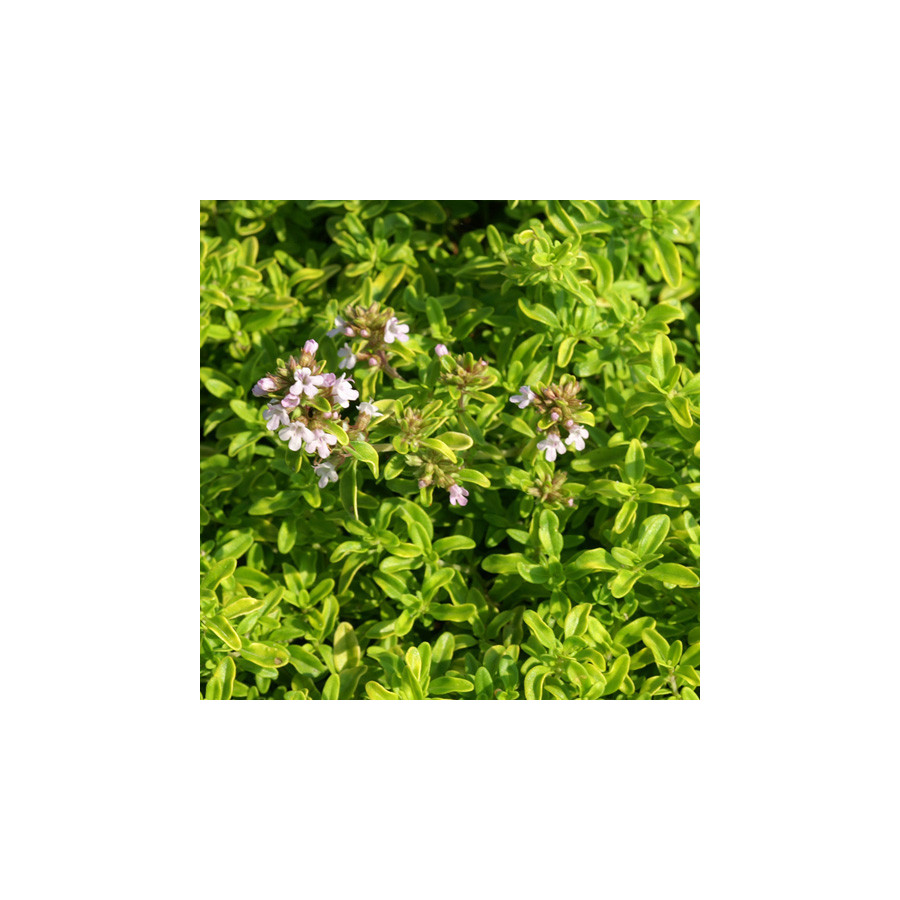 Plantes Vivaces THYMUS citriodorus 'Aureus' - Thym en vente - Thym citron en vente - Pépinière Lepage .