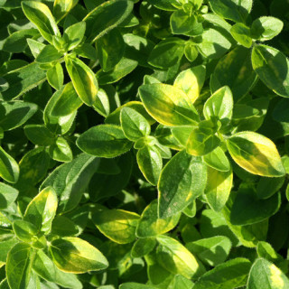 Plantes Vivaces THYMUS citriodorus 'Aureus' - Thym en vente - Thym citron en vente - Pépinière Lepage .