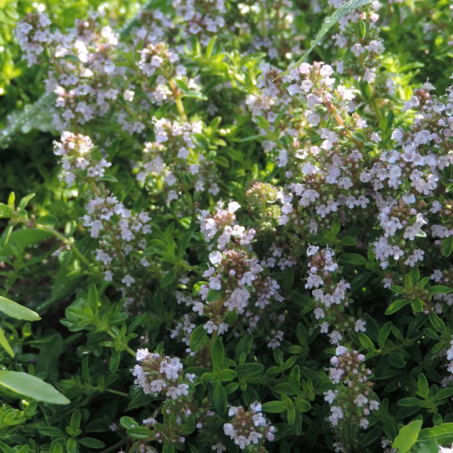 plantes-vivaces-thymus-citriodorus-golden-dwarf-thym-en-vente-thym-citron-en-vente-pepiniere-lepage-