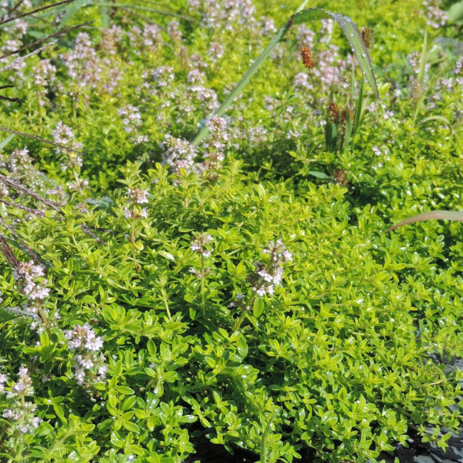 plantes-vivaces-thymus-citriodorus-golden-dwarf-thym-en-vente-thym-citron-en-vente-pepiniere-lepage-