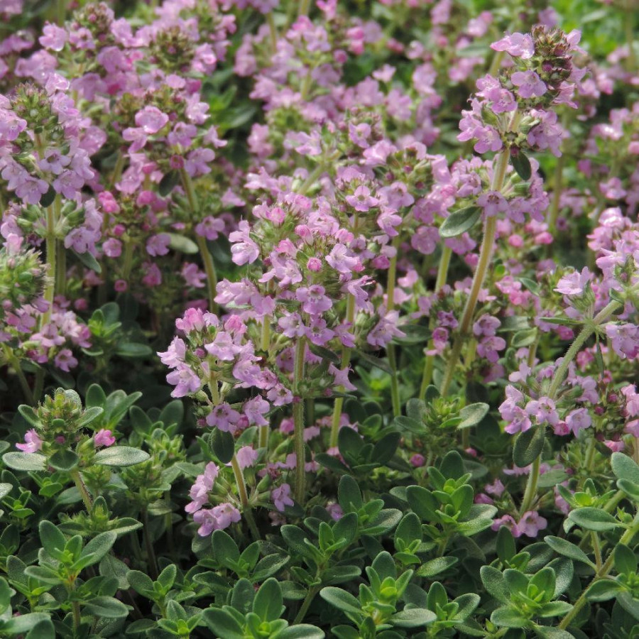 THYMUS citriodorus 'Lammefjord'