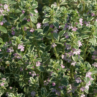 plantes-vivaces-thymus-citriodorus-silver-queen-argenteus-thym-en-vente-thym-citron-en-vente-pepiniere-lepage-