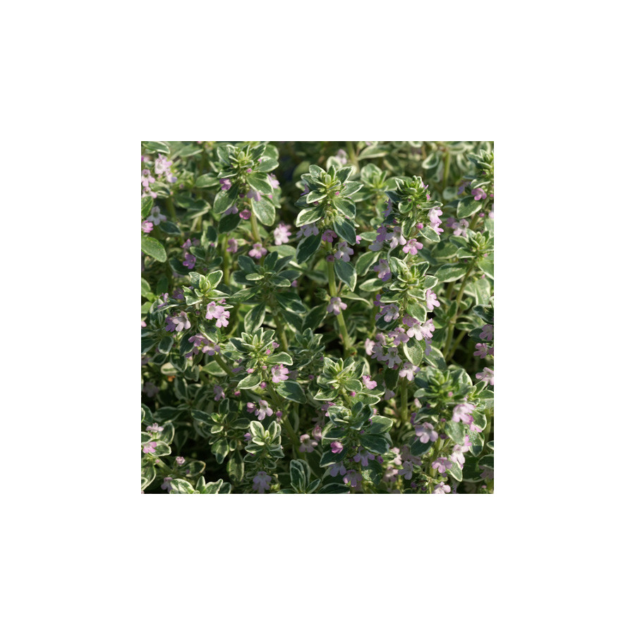 Plantes Vivaces THYMUS citriodorus 'Silver Queen' ('Argenteus') - Thym en vente - Thym citron en vente - Pépinière Lepage .