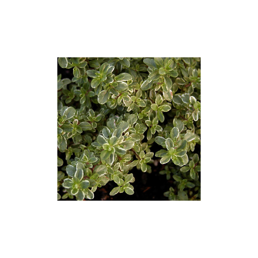 Plantes Vivaces THYMUS citriodorus 'Silver Queen' ('Argenteus') - Thym en vente - Thym citron en vente - Pépinière Lepage .