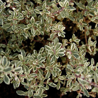 plantes-vivaces-thymus-citriodorus-variegatus-thym-en-vente-thym-citron-en-vente-pepiniere-lepage-