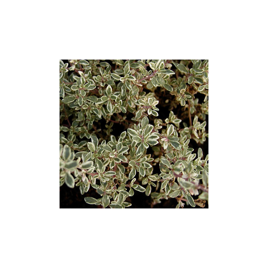 Plantes Vivaces THYMUS citriodorus 'Variegatus' - Thym en vente - Thym citron en vente - Pépinière Lepage .