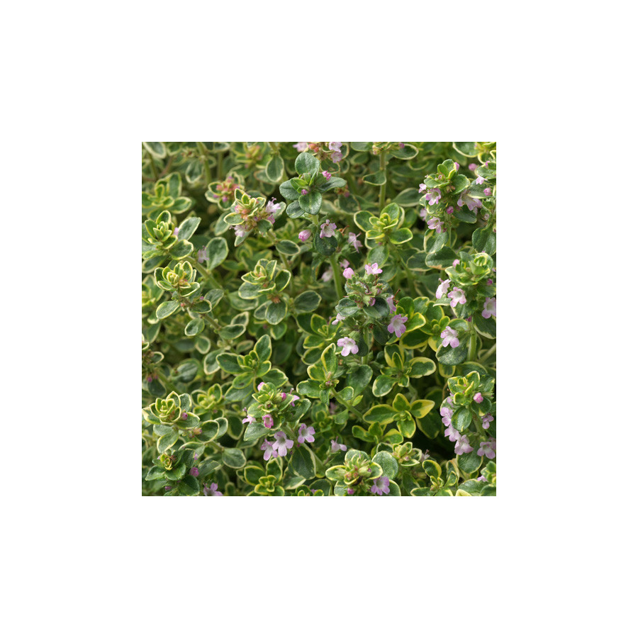 Plantes Vivaces THYMUS citriodorus 'Variegatus' - Thym en vente - Thym citron en vente - Pépinière Lepage .