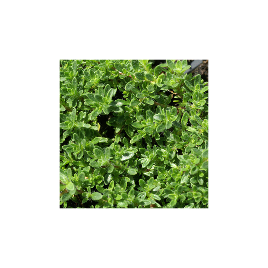 Plantes Vivaces THYMUS doerfleri 'Bressingham' - Thym en vente - Pépinière Lepage .