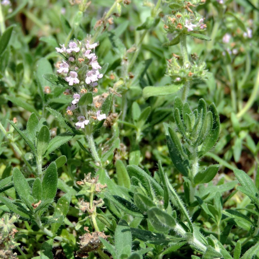 THYMUS kosteleckyanus