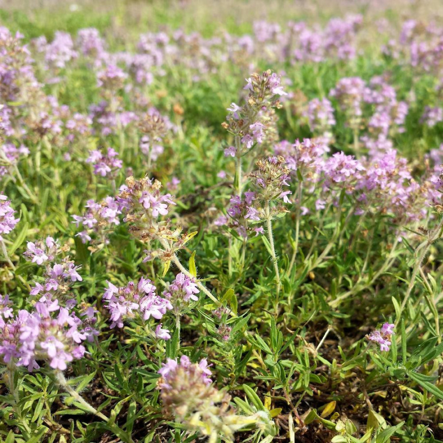 THYMUS kosteleckyanus