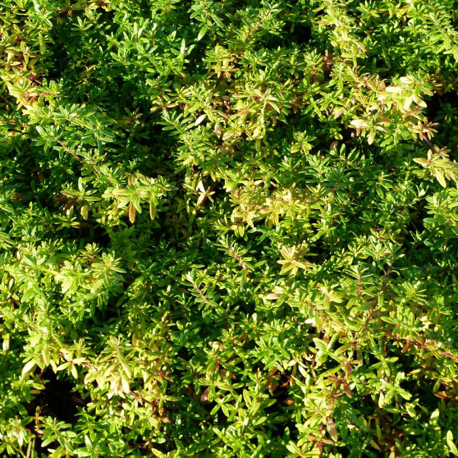 Plantes Vivaces THYMUS longicaulis - Thym en vente - Thym Cilié en vente - Pépinière Lepage .