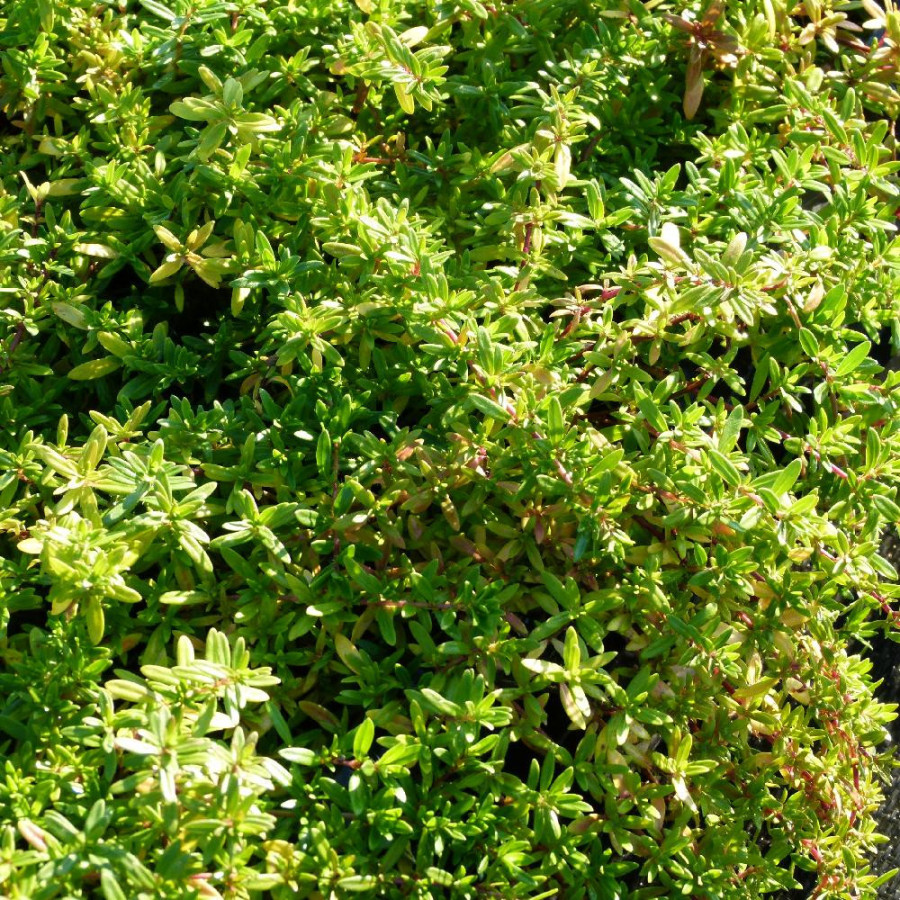 Plantes Vivaces THYMUS longicaulis - Thym en vente - Thym Cilié en vente - Pépinière Lepage .
