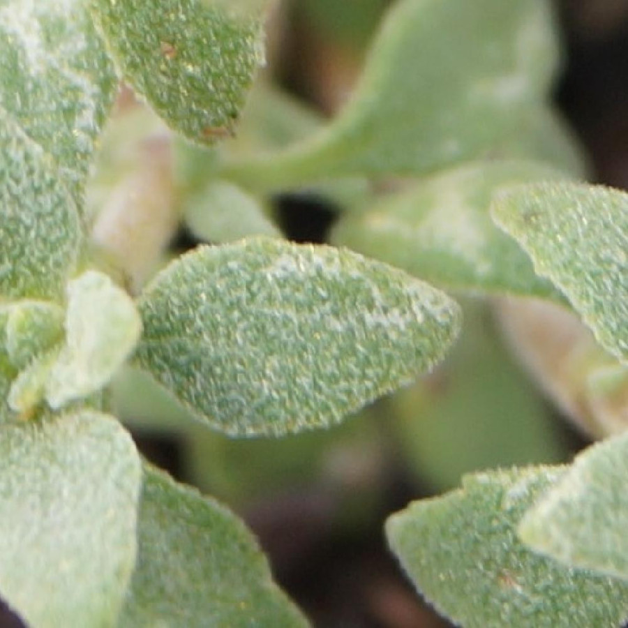 Plantes Vivaces THYMUS mastichina - Thym résineux en vente - Pépinière Lepage .