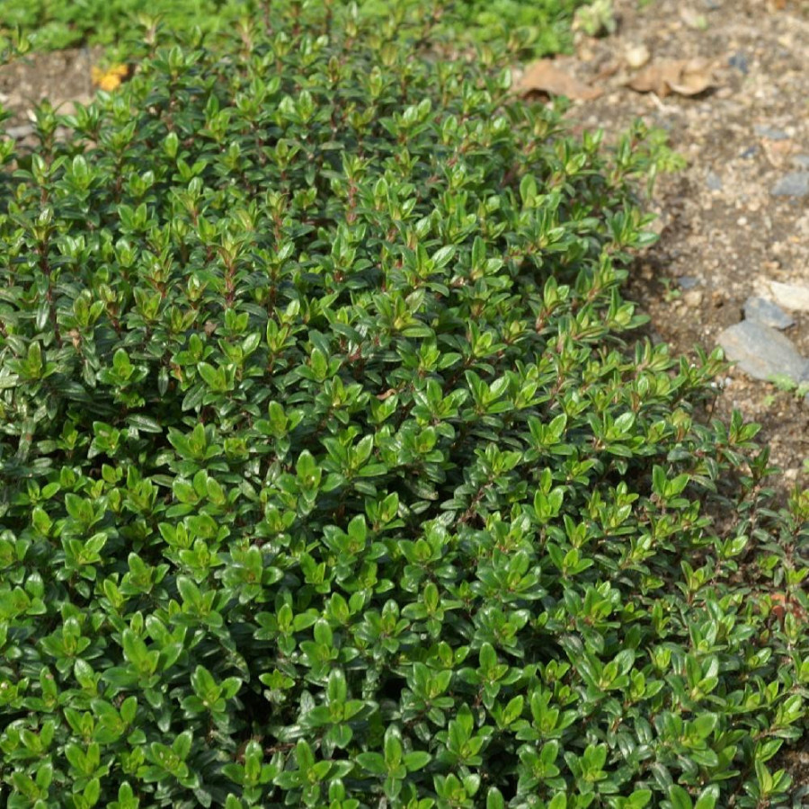 Plantes Vivaces THYMUS nitens - Thym en vente - Pépinière Lepage .