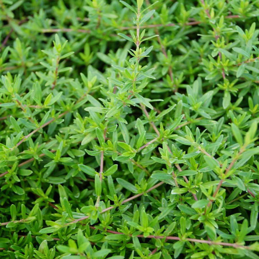 Plantes Vivaces THYMUS nitens - Thym en vente - Pépinière Lepage .