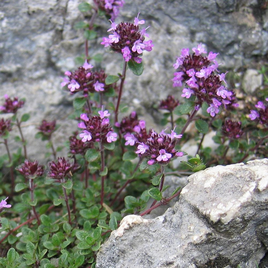 Plantes Vivaces THYMUS praecox - Thym en vente - Thym serpolet en vente - Pépinière Lepage .