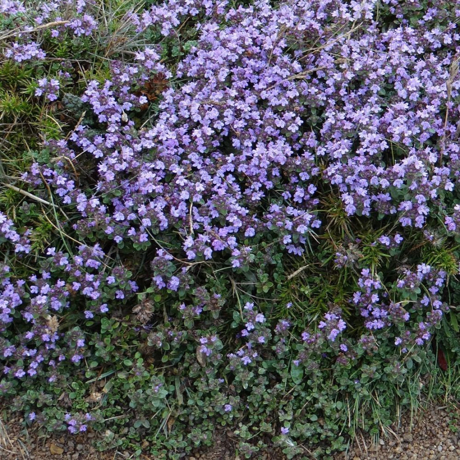 Plantes Vivaces THYMUS praecox - Thym en vente - Thym serpolet en vente - Pépinière Lepage .