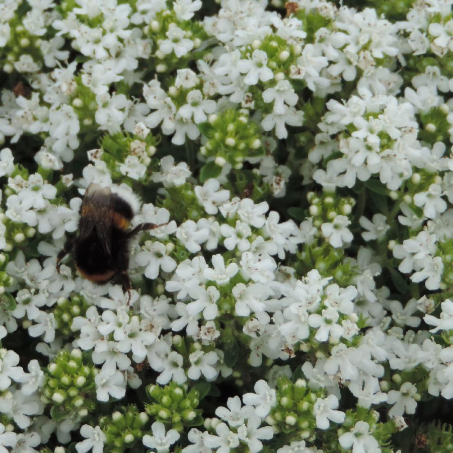 Plantes Vivaces THYMUS praecox 'Albiflorus' (serpyllum 'Albus') - Thym en vente - Thym serpolet en vente - Pépinière Lepage .