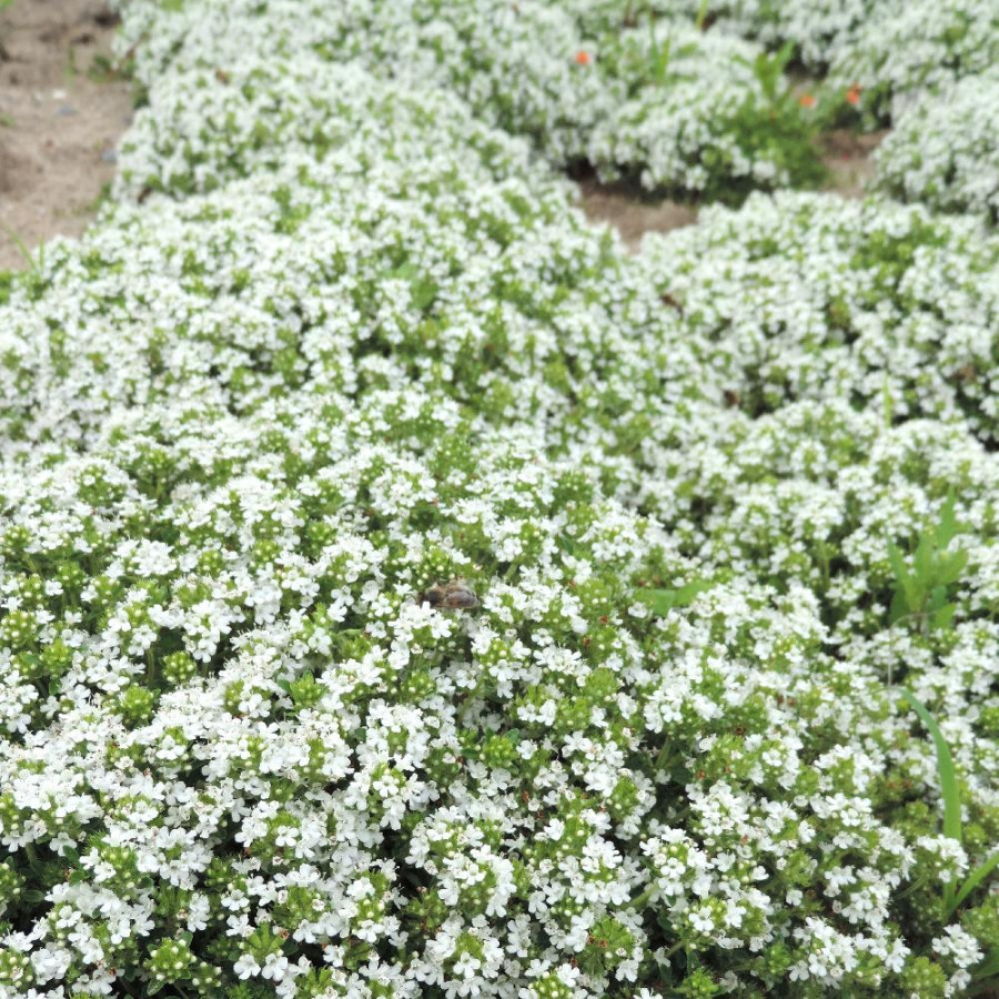 Plantes Vivaces THYMUS praecox 'Albiflorus' (serpyllum 'Albus') - Thym en vente - Thym serpolet en vente - Pépinière Lepage .