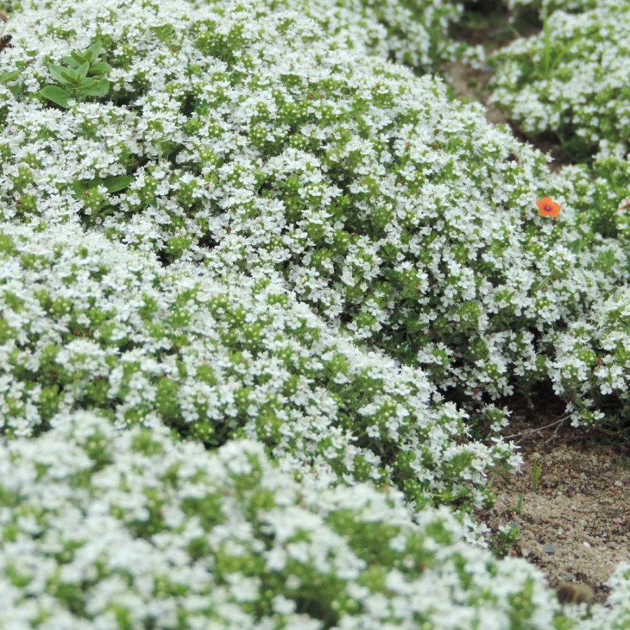 Plantes Vivaces THYMUS praecox 'Albiflorus' (serpyllum 'Albus') - Thym en vente - Thym serpolet en vente - Pépinière Lepage .