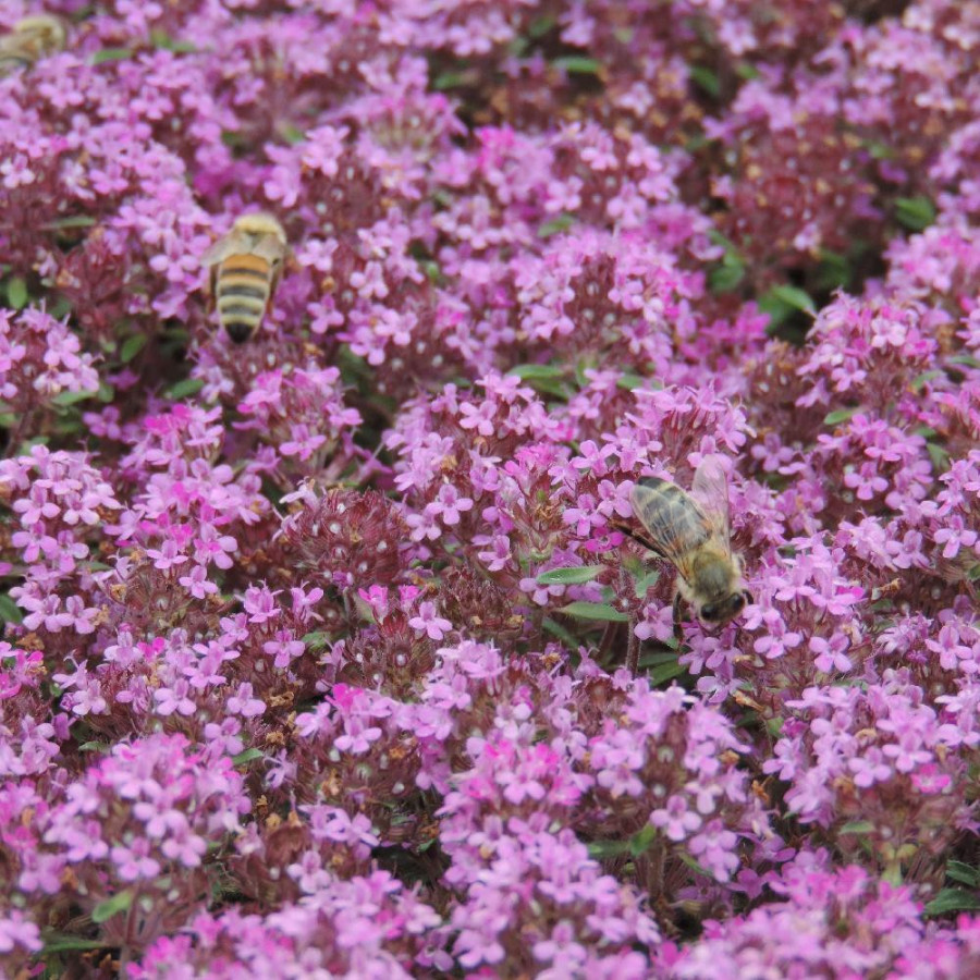 Plantes Vivaces THYMUS praecox 'Coccineus' - Thym en vente - Thym serpolet en vente - Pépinière Lepage .