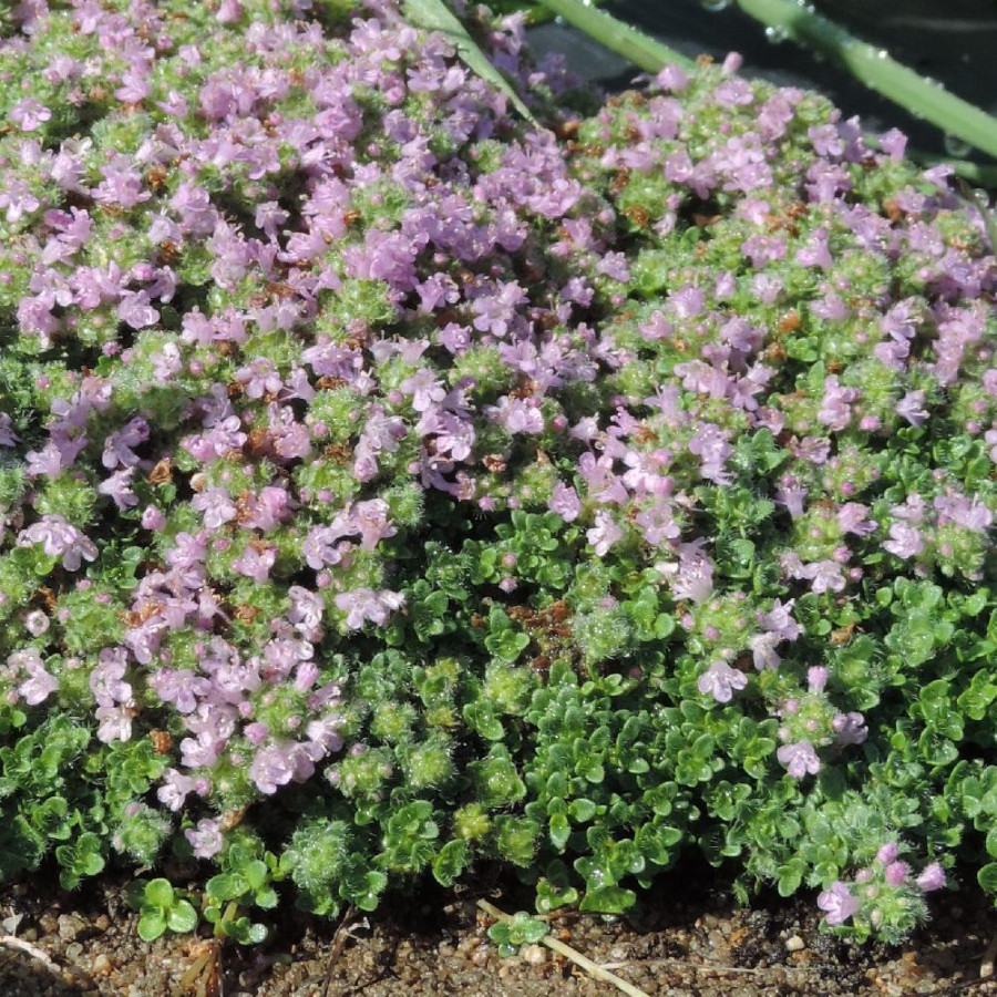 Plantes Vivaces THYMUS praecox 'Minor' - Thym en vente - Pépinière Lepage .