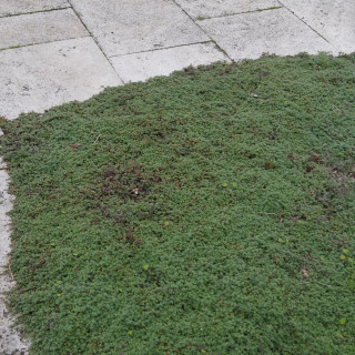 plantes-vivaces-thymus-praecox-pseudolanuginosus-thym-en-vente-thym-laineux-en-vente-pepiniere-lepage-