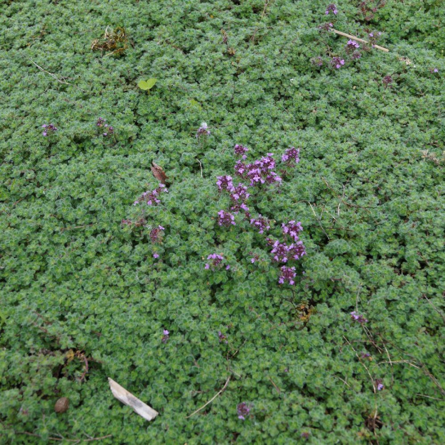 Plantes Vivaces THYMUS praecox 'Pseudolanuginosus' - Thym en vente - Thym laineux en vente - Pépinière Lepage .