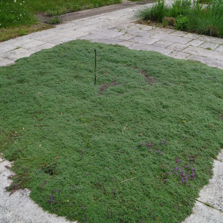 Plantes Vivaces THYMUS praecox 'Pseudolanuginosus' - Thym en vente - Thym laineux en vente - Pépinière Lepage .