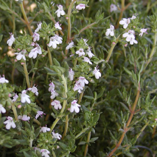 plantes-vivaces-thymus-vulgaris-thym-en-vente-thym-commun-en-vente-pepiniere-lepage-
