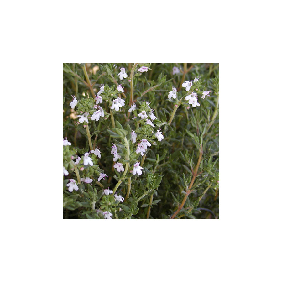 Plantes Vivaces THYMUS vulgaris - Thym en vente - Thym commun en vente - Pépinière Lepage .