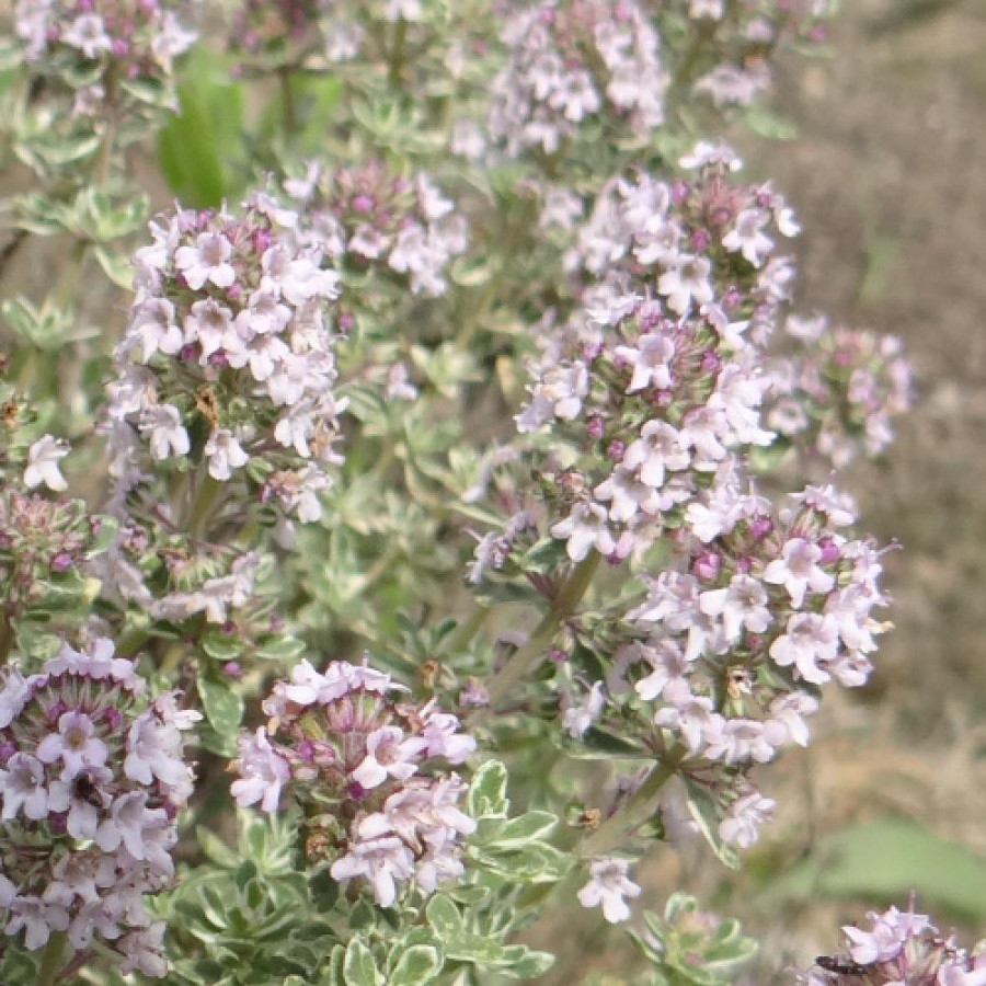Plantes Vivaces THYMUS vulgaris 'Silver Posie' - Thym en vente - Thym commun en vente - Pépinière Lepage .