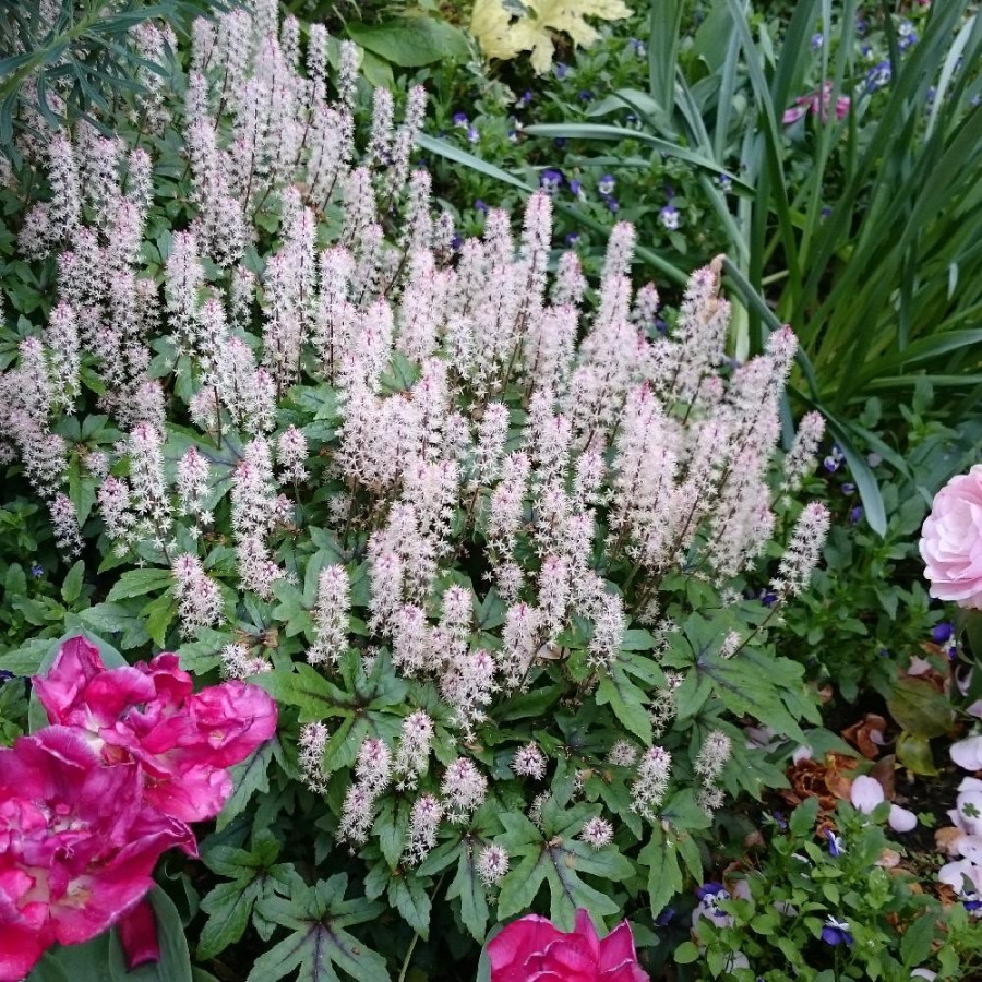 Plantes Vivaces TIARELLA 'Morning Star' - Tiarelle en vente - Pépinière Lepage .