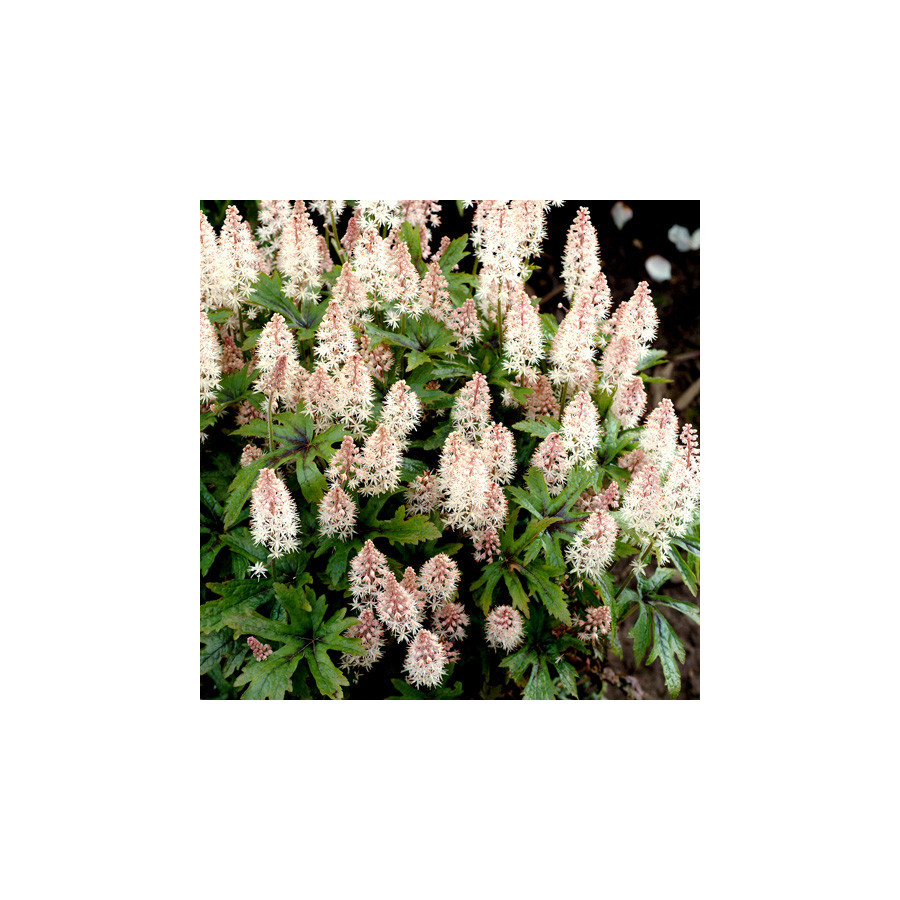 Plantes Vivaces TIARELLA 'Pink Skyrocket' - Tiarelle en vente - Tiarelle cordifoliée en vente - Pépinière Lepage .