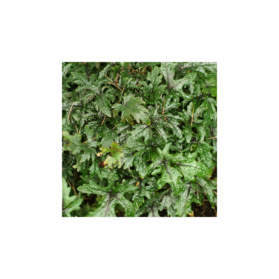 Plantes Vivaces TIARELLA 'Pink Skyrocket' - Tiarelle en vente - Tiarelle cordifoliée en vente - Pépinière Lepage .