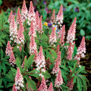 Plantes Vivaces TIARELLA 'Pink Skyrocket' - Tiarelle en vente - Tiarelle cordifoliée en vente - Pépinière Lepage .