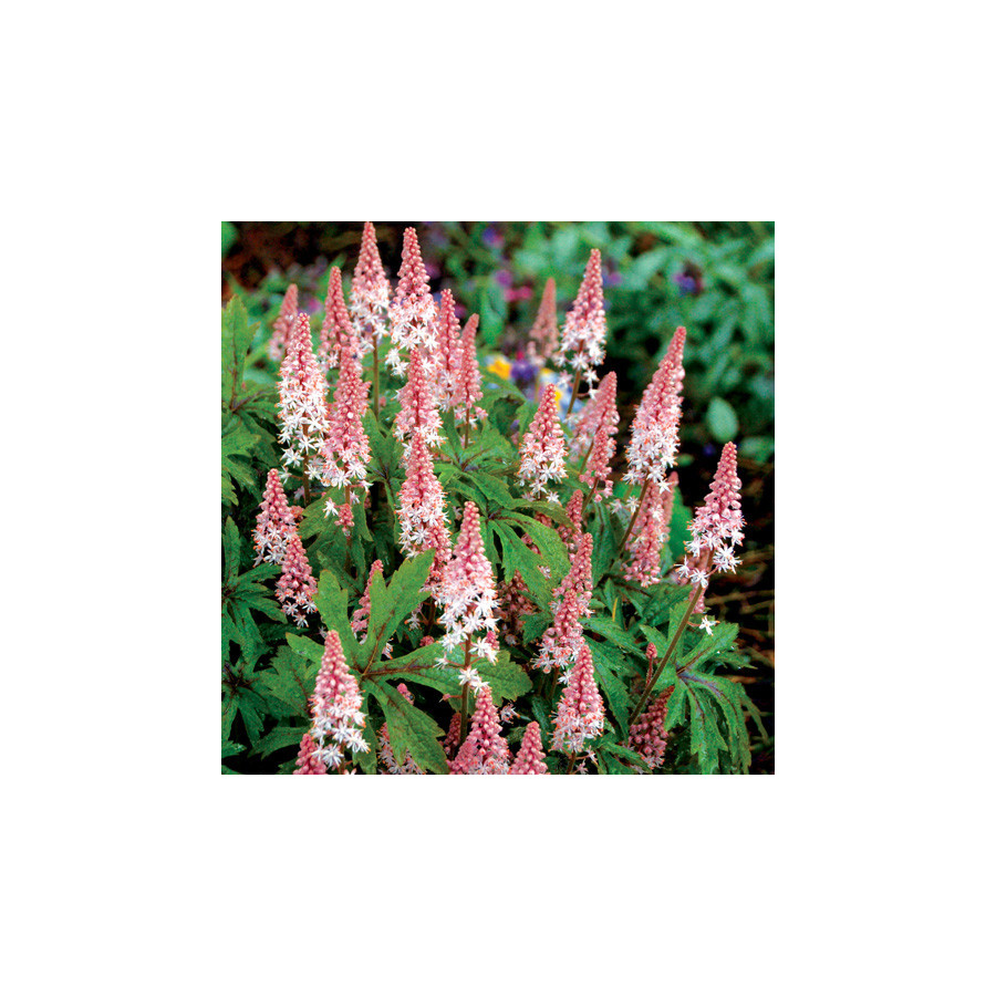 Plantes Vivaces TIARELLA 'Pink Skyrocket' - Tiarelle en vente - Tiarelle cordifoliée en vente - Pépinière Lepage .