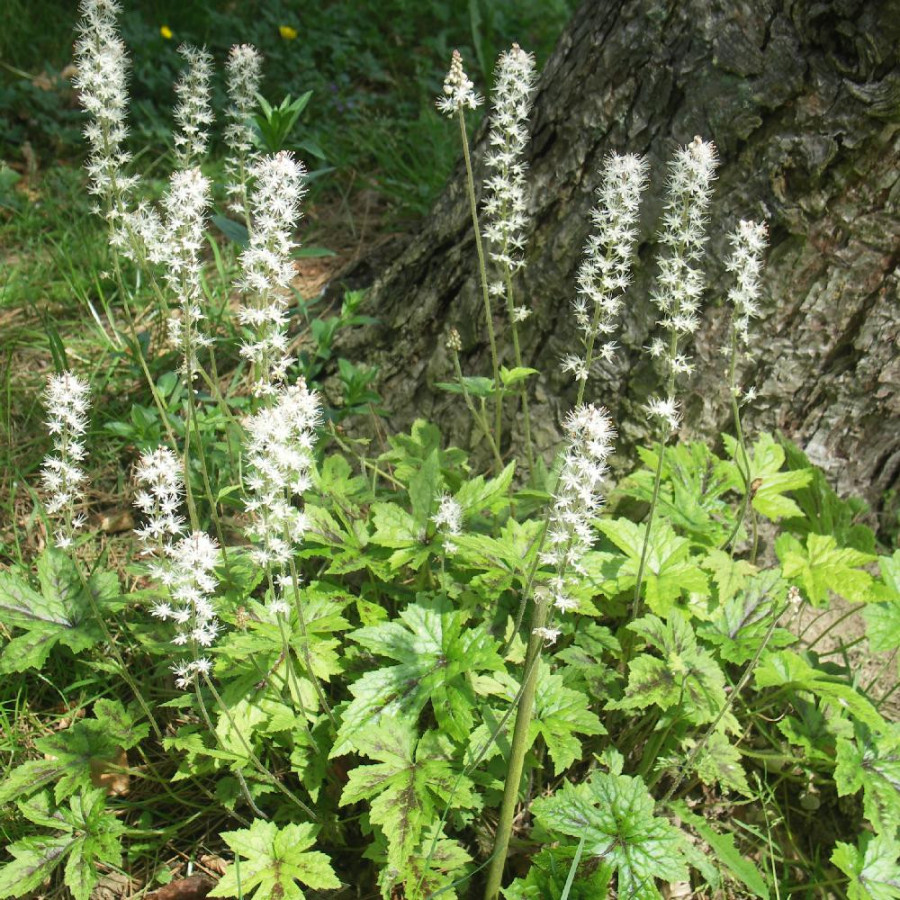 Plantes Vivaces TIARELLA 'Running Tiger' - Tiarelle en vente - Tiarelle cordifoliée en vente - Pépinière Lepage .