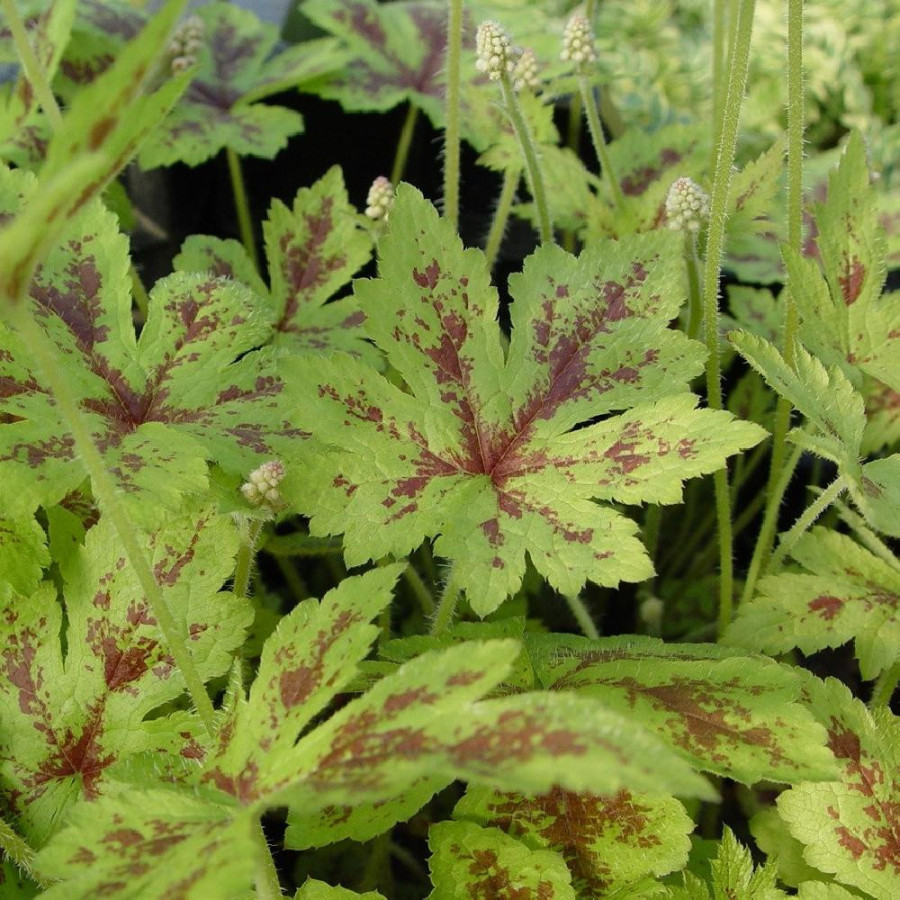 Plantes Vivaces TIARELLA 'Running Tiger' - Tiarelle en vente - Tiarelle cordifoliée en vente - Pépinière Lepage .