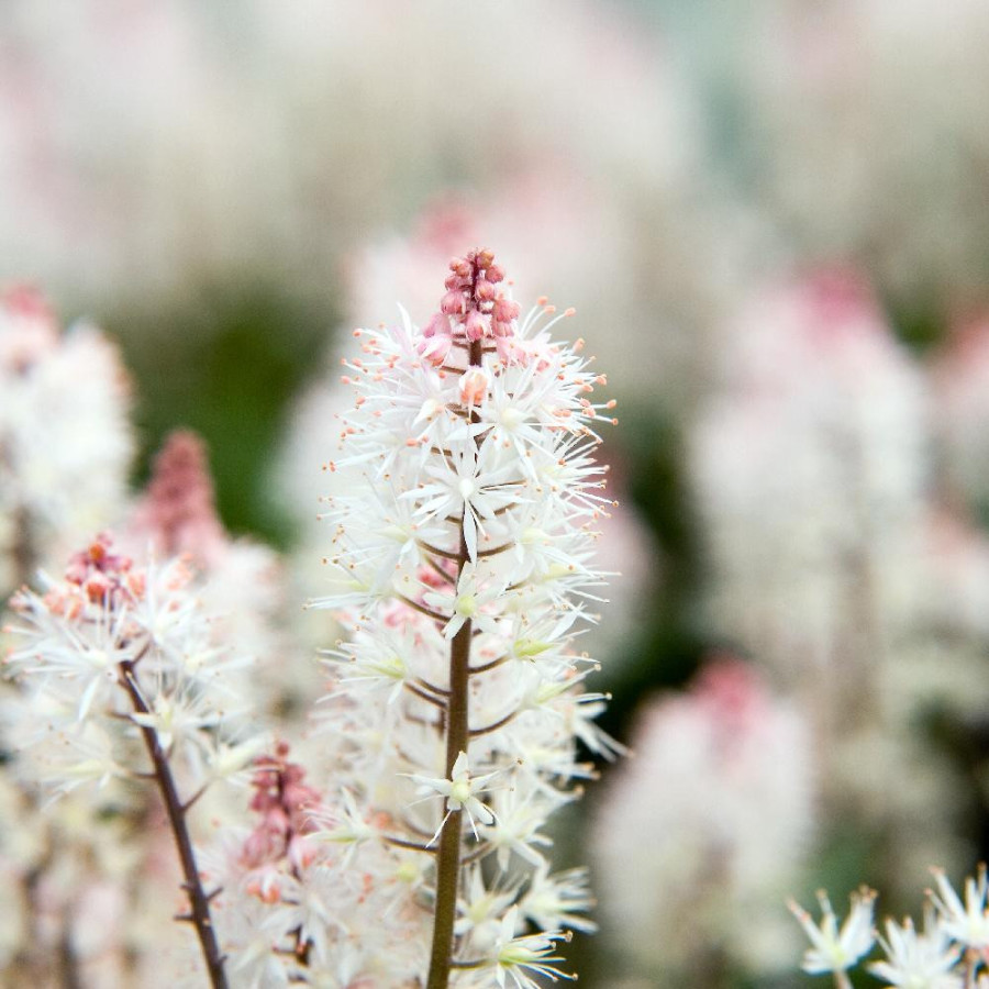 TIARELLA 'Spring Symphony' ®