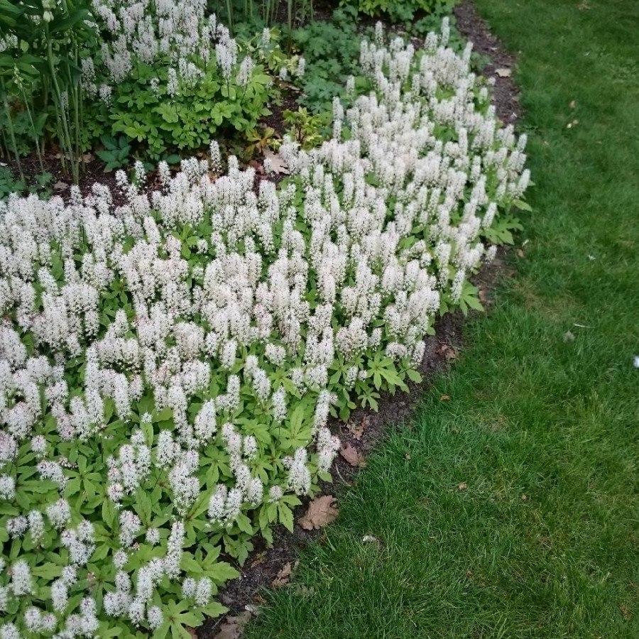 TIARELLA 'Spring Symphony' ®