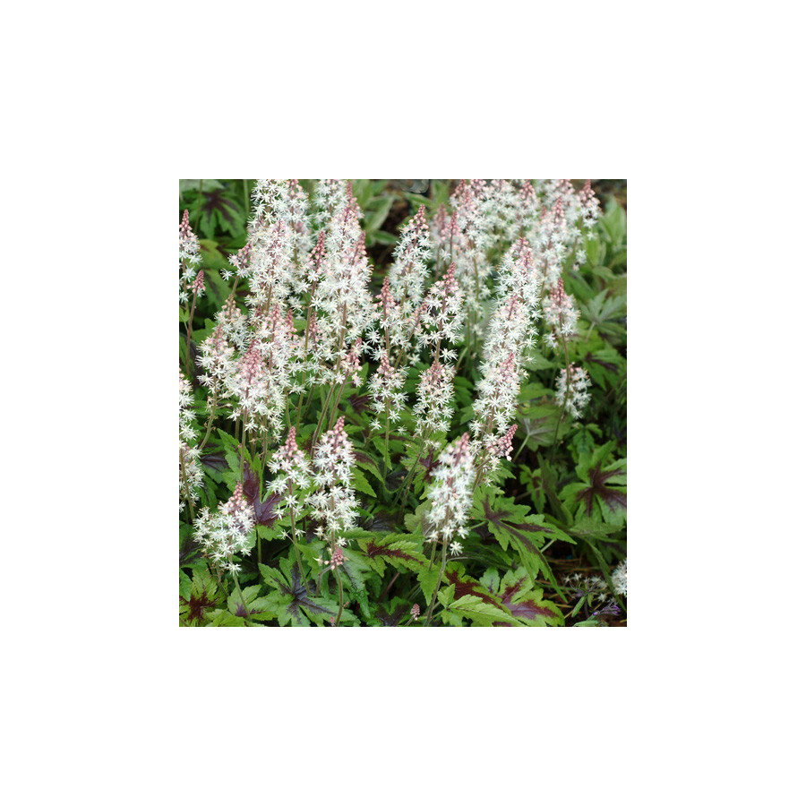 Plantes Vivaces TIARELLA 'Sugar and Spice' - Tiarelle en vente - Tiarelle cordifoliée en vente - Pépinière Lepage .