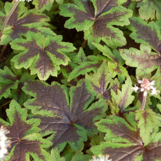 Plantes Vivaces TIARELLA 'Sugar and Spice' - Tiarelle en vente - Tiarelle cordifoliée en vente - Pépinière Lepage .