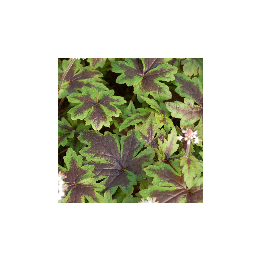 Plantes Vivaces TIARELLA 'Sugar and Spice' - Tiarelle en vente - Tiarelle cordifoliée en vente - Pépinière Lepage .